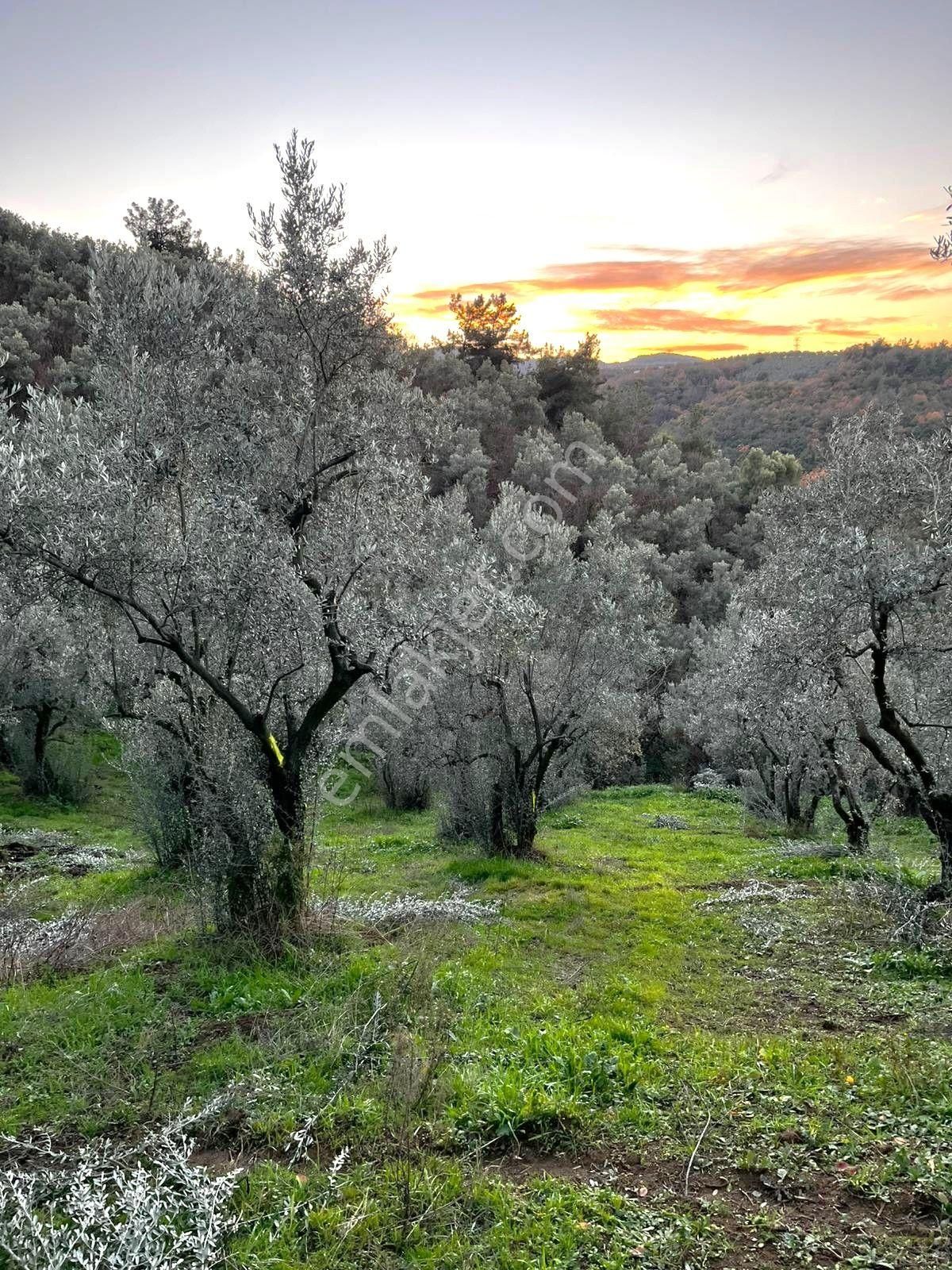 C21 ; Güvenli Köyünde 846m2 Satılık Zeytinlik