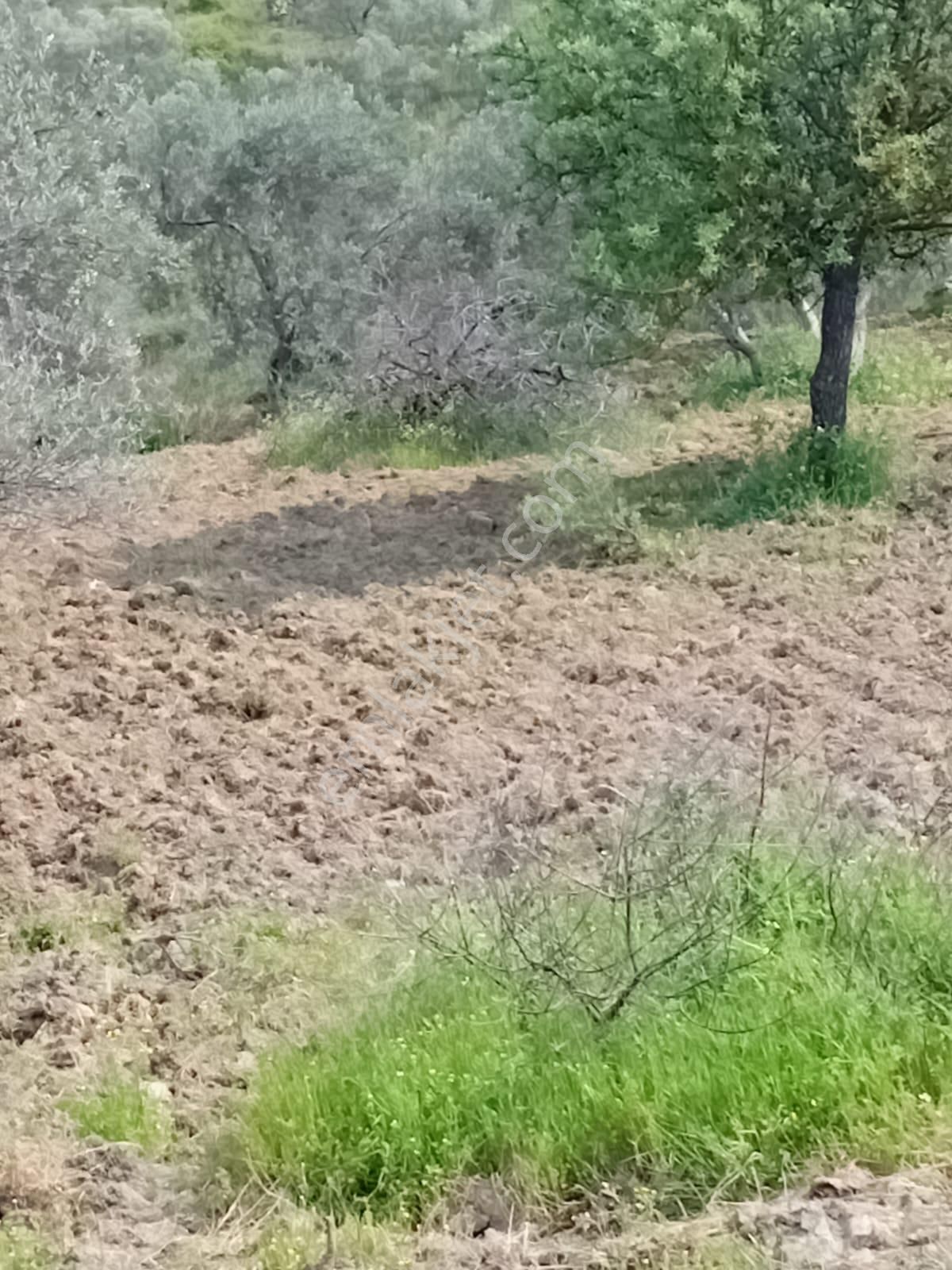 Buse Emlaktan Havran Sarnıçta Yatırımlık Zeytinlik - Görsel 7