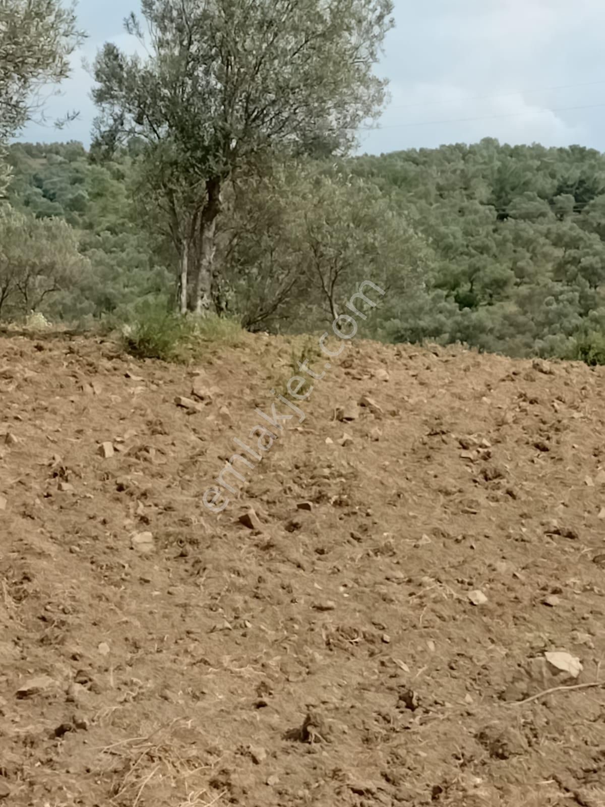 Buse Emlaktan Havran Sarnıçta Yatırımlık Zeytinlik - Görsel 4