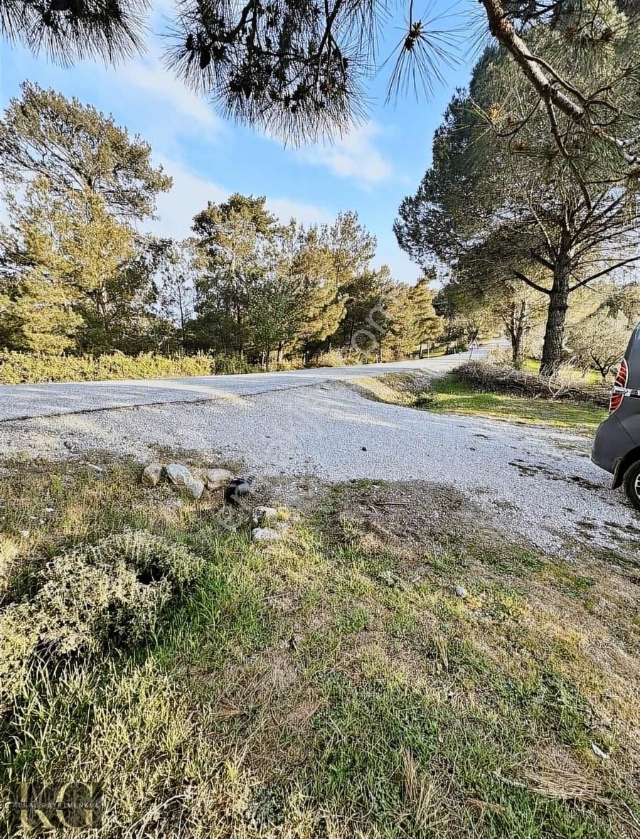 Tırmanlar Köyü Harika Fırsat Zeytinlik