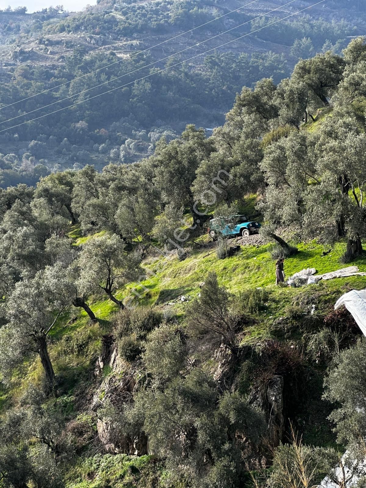 Acilaydın Efeler Karaköyde Toplamı 6023m2 90 Adet Zeytin Ağaçlı
