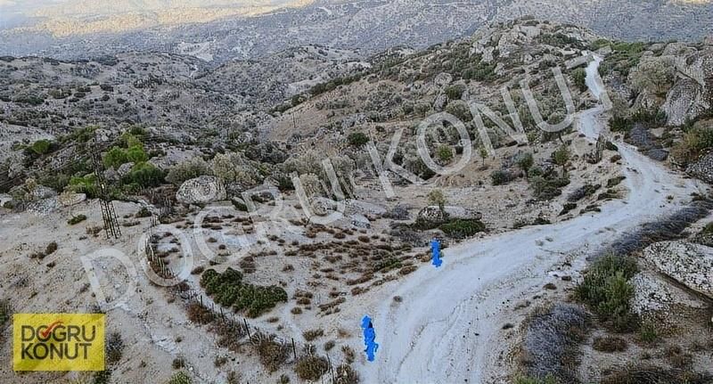 Aydın Koçarlı Gözkayasında Satılık Zeytinlik Takasa Açık