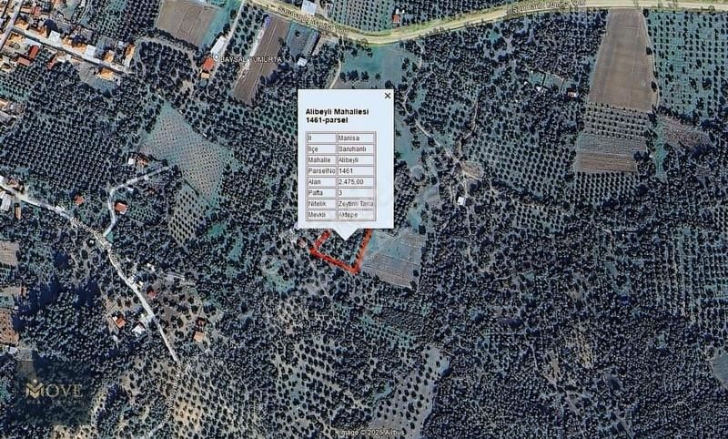 Saruhanlı Da Alibeyli'de Satılık Zeytinli Tarla