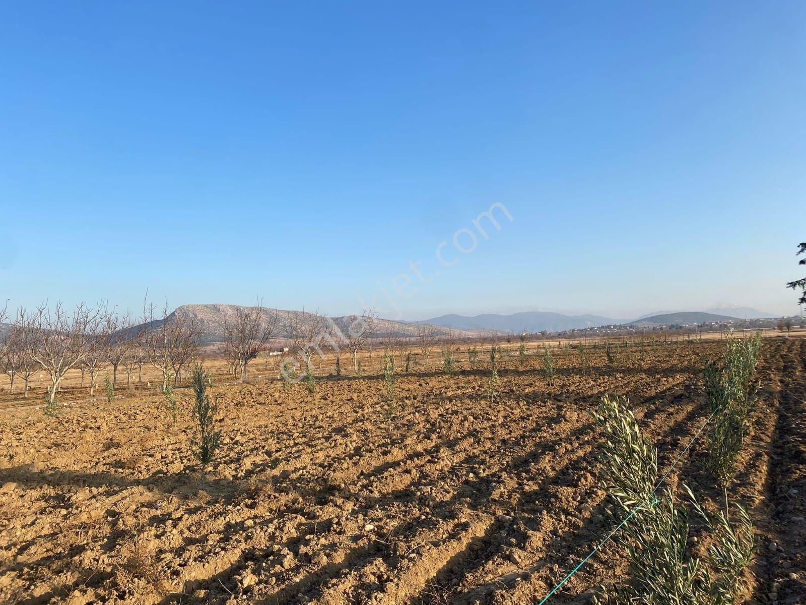 Korkutelı Yesılyayla Anayol Uzerı Zeytın Bahcesı 3050 Mt