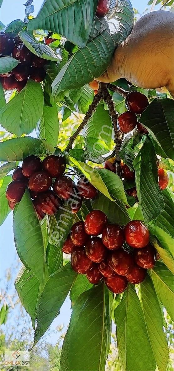 Emlakyap Tan Derbent Saraypınar Da Satılık Müstakil Tapulu Bahçe