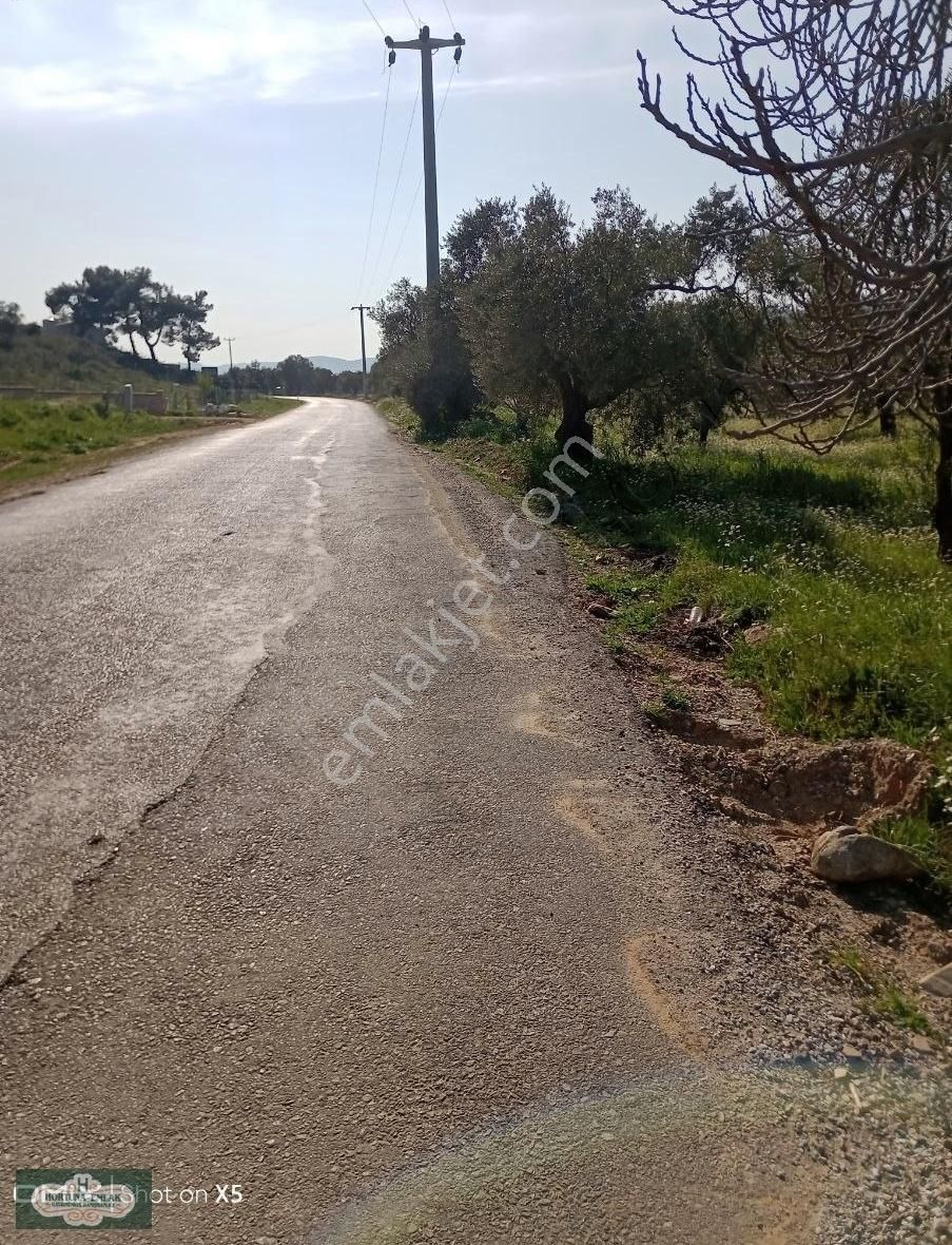 İzmir Torbalı Karakızlar Köyünde 5.500m2 Zeytinlik Satılık