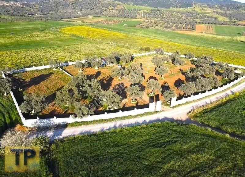 Doğanın Kalbinde Pınarlıda Huzur Dolu Bir Başlangıca Hazırmıyız