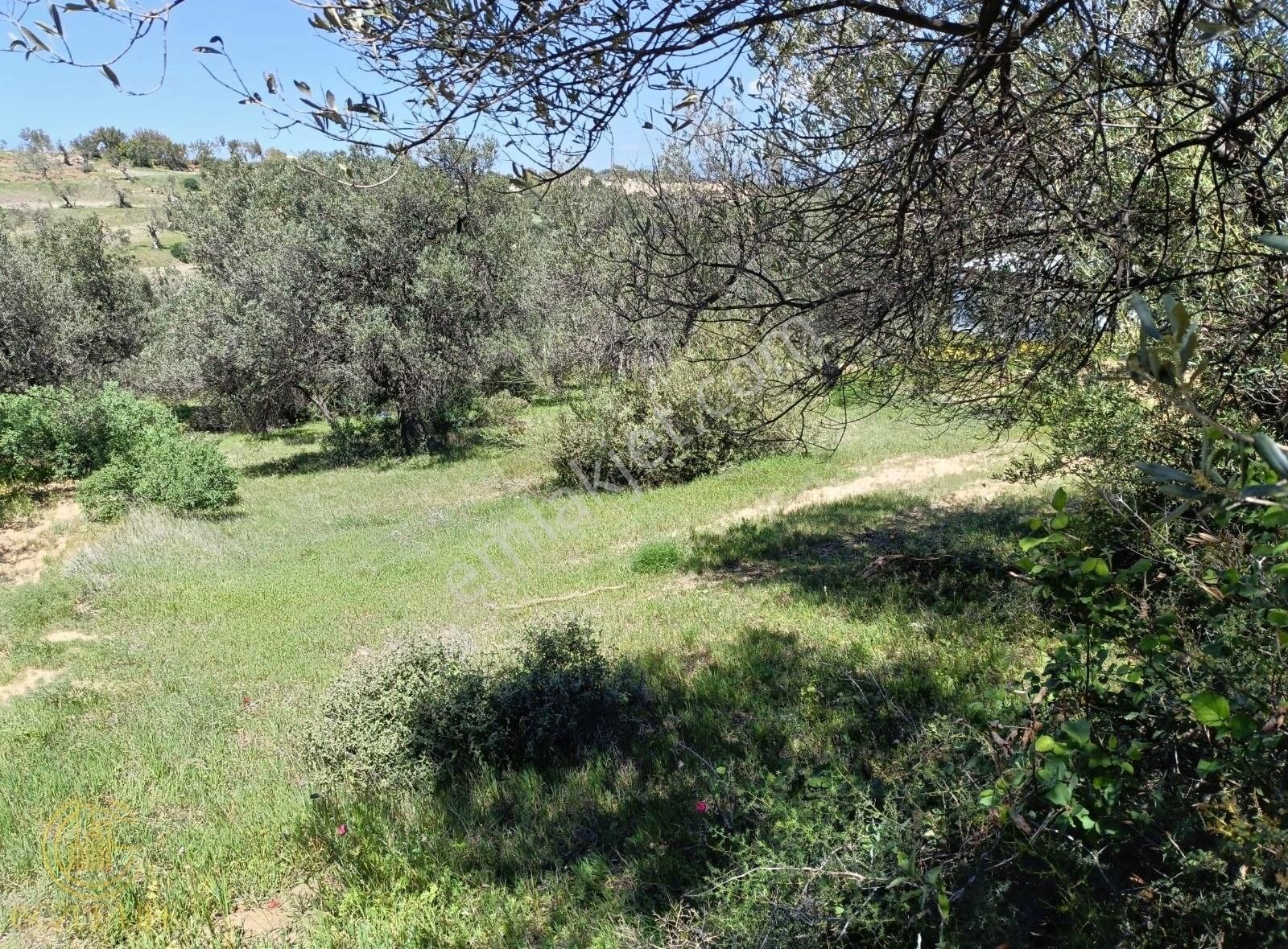 Gözde Life Sakran Akyayla Mevkisi Deniz Tarafı 546 M2 Zeytinlik