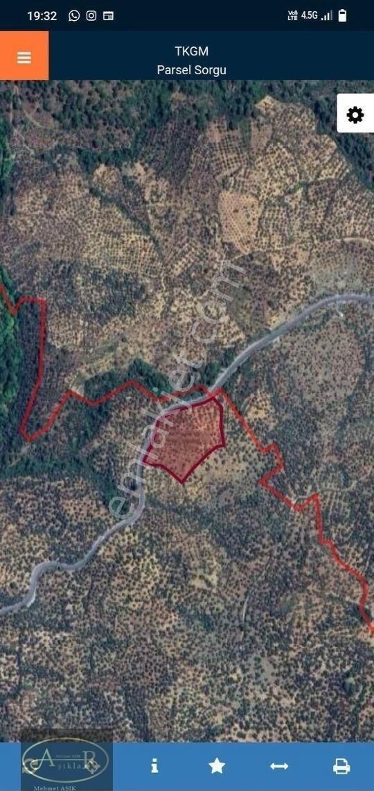 Balıkesir Havran İnönü Asfalt Yanı Satılık Zeytinlik - Görsel 2