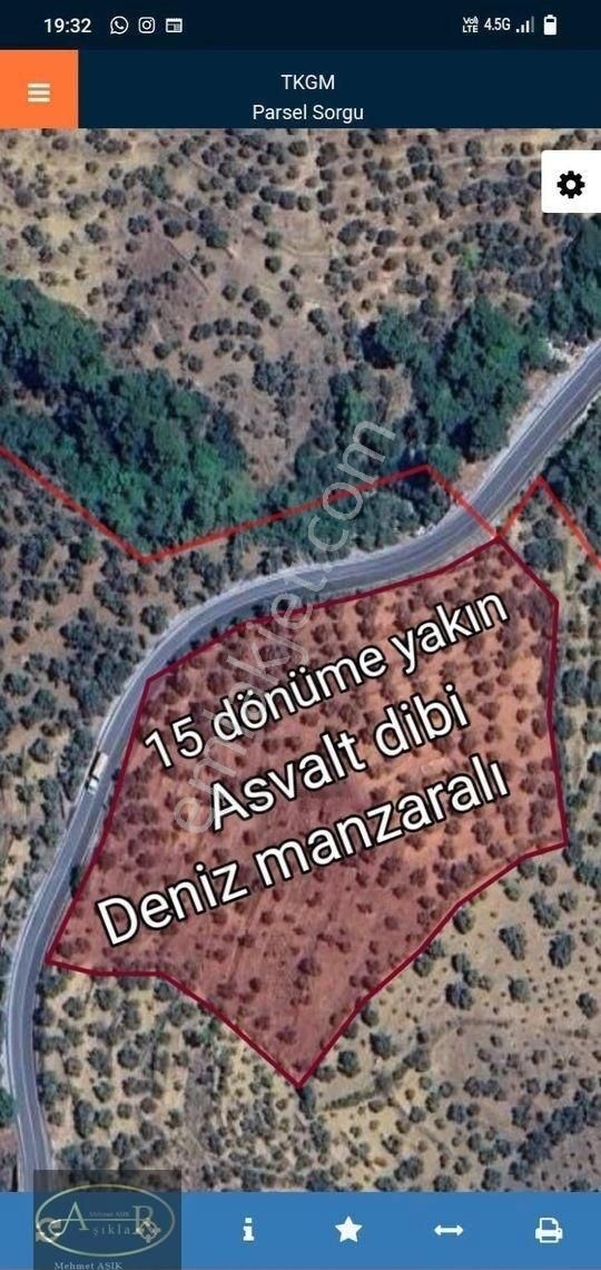 Balıkesir Havran İnönü Asfalt Yanı Satılık Zeytinlik