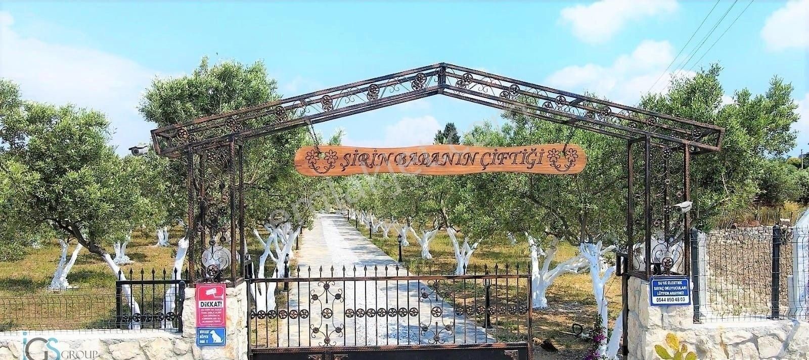 Didimin Tam Merkezinde 6.551 Metrekare İçerisinde Çiftlik Arazi