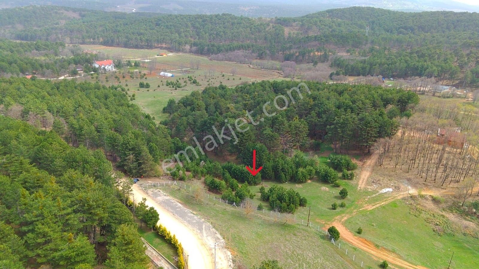 Yalova Armutlu Mecidiye Köyü Satılık 4.812 M2 Tarla