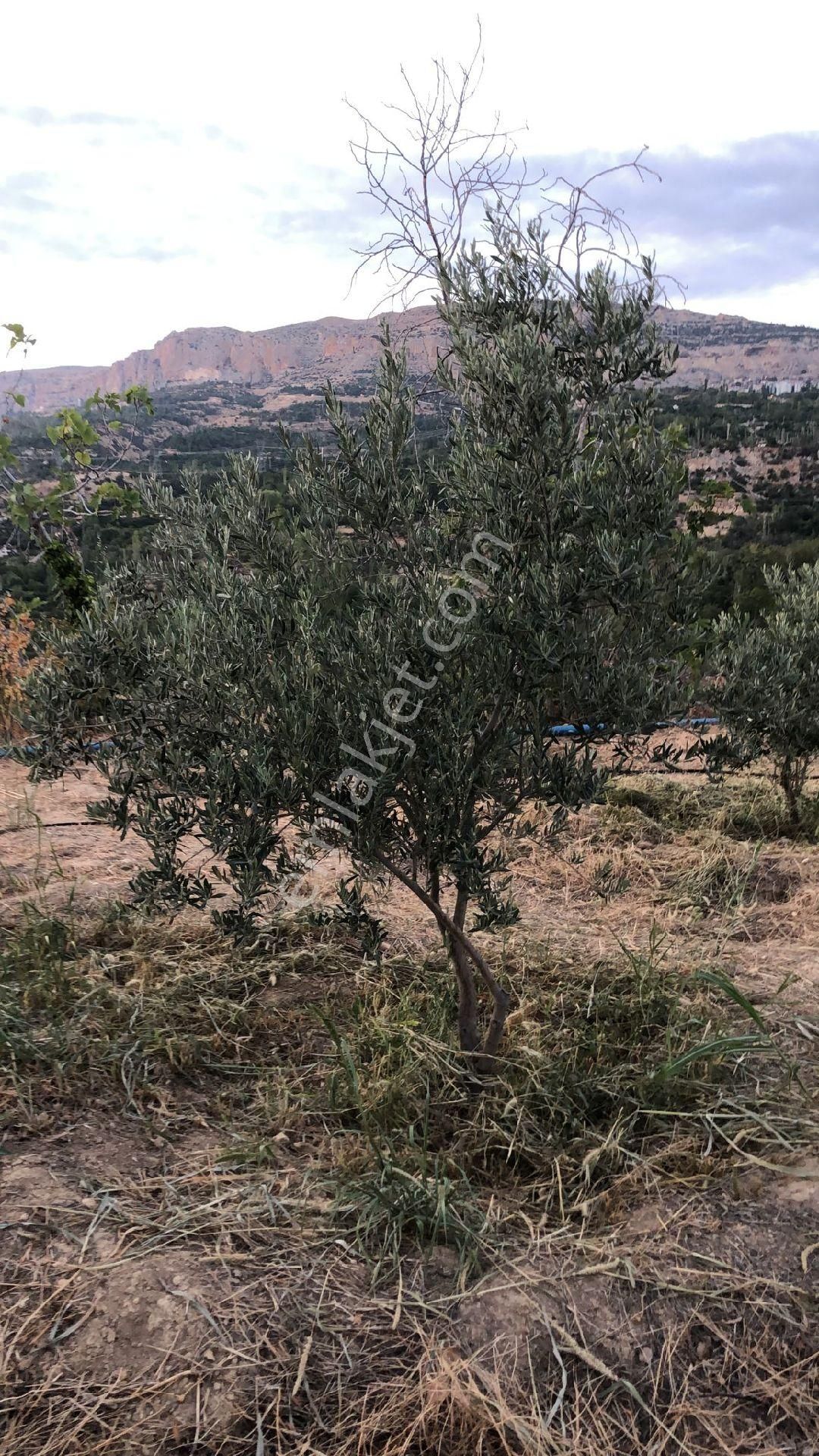Karaman Ermenek Satılık Baraj Mazaralı Bahçe - Görsel 12