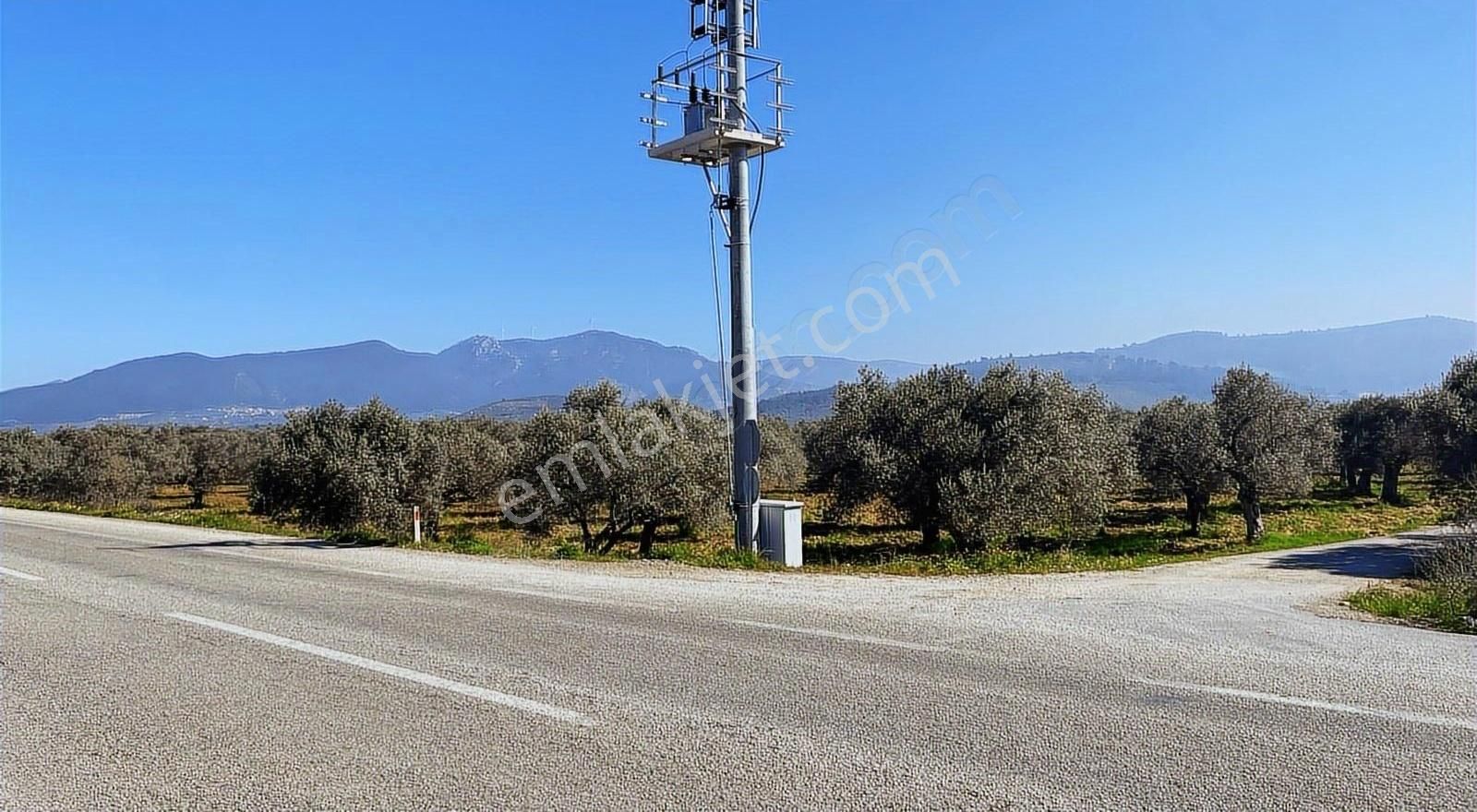 Capital Emlak'tan Satılık 30 Dönüm Zeytinlik Ana Yola Sıfır