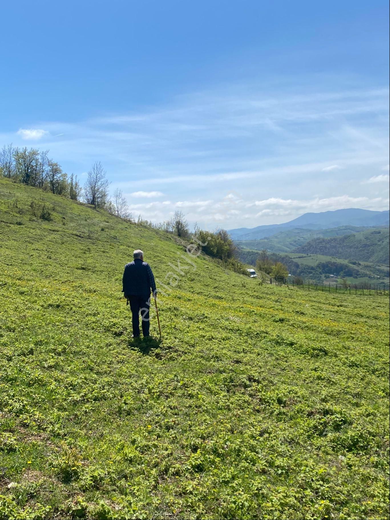 Sandı Emlak Tan Canik Tek Kirazda Satılık 3 Ayrı Tapulu 3.400m2 Tarlamız