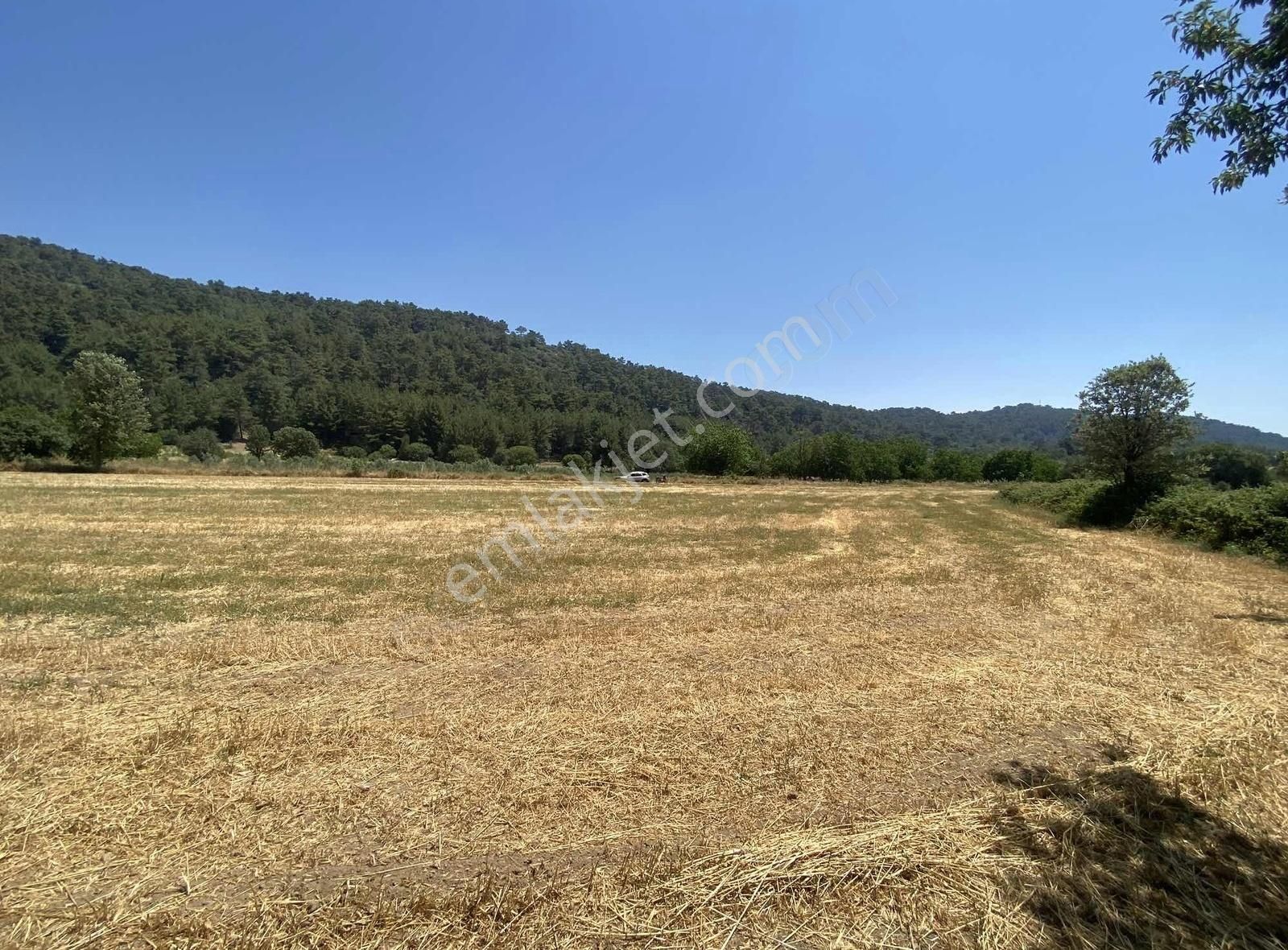 Muğla Yaraş Anayola Bir Parsel Yolu Mevcut Acil Satılık Tarla