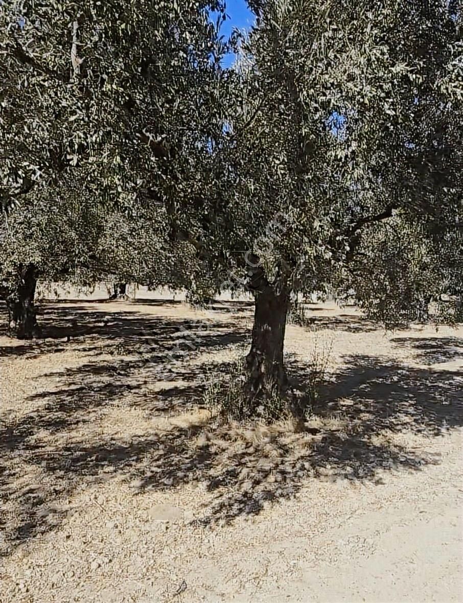 İzmir Foça Kozbeyli Mah De Acil 1,100m² Satılık Tarla