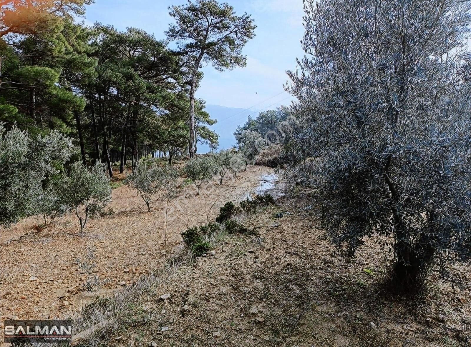 Salmandan Seydikemer Zorlarda Satılık Kupan Zeytinlik