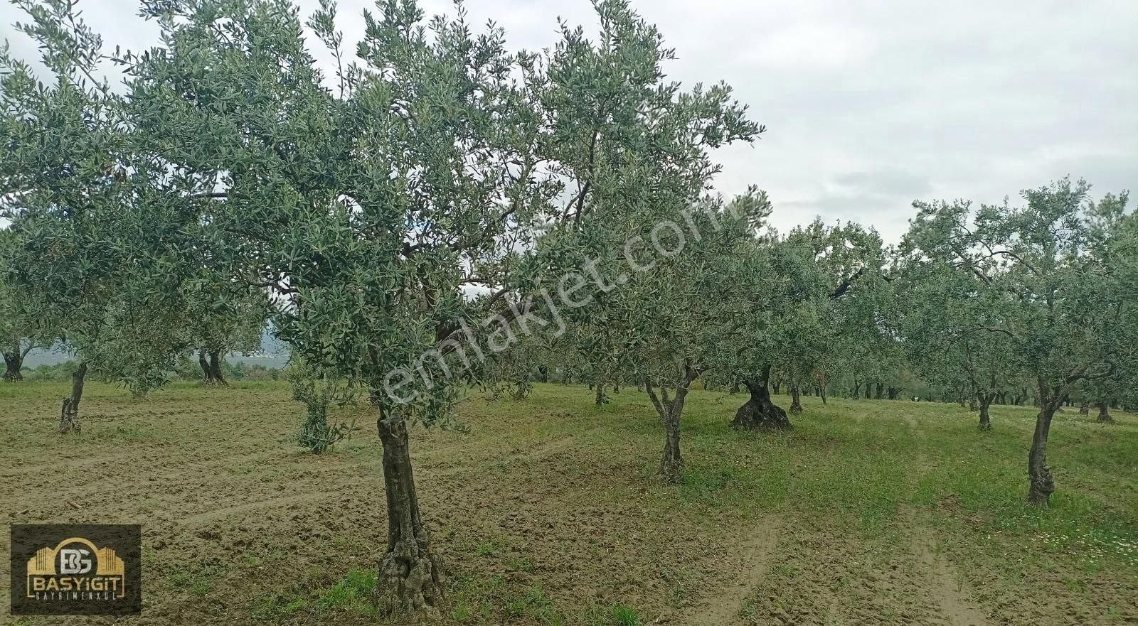 Hamidiye Mh.de 4390 M² Su Ve Elektriği Olan Trilye Bahçesi Stlk - Görsel 22