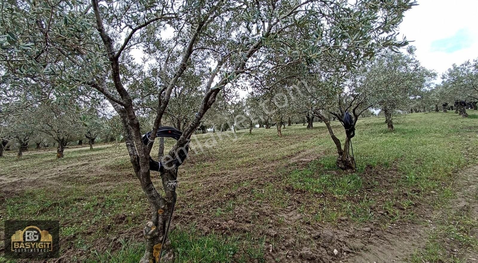 Hamidiye Mh.de 4390 M² Su Ve Elektriği Olan Trilye Bahçesi Stlk - Görsel 5