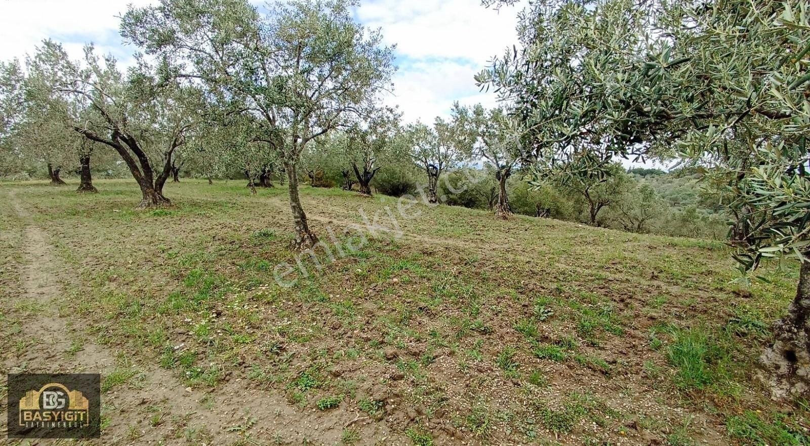Hamidiye Mh.de 4390 M² Su Ve Elektriği Olan Trilye Bahçesi Stlk - Görsel 8
