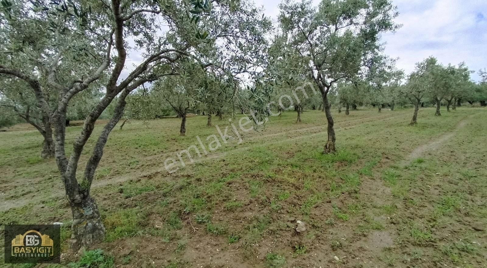 Hamidiye Mh.de 4390 M² Su Ve Elektriği Olan Trilye Bahçesi Stlk - Görsel 16
