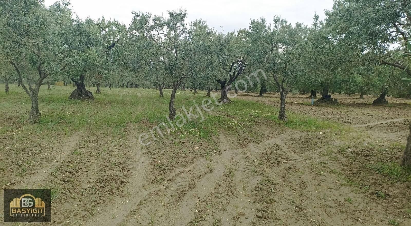 Hamidiye Mh.de 4390 M² Su Ve Elektriği Olan Trilye Bahçesi Stlk - Görsel 9