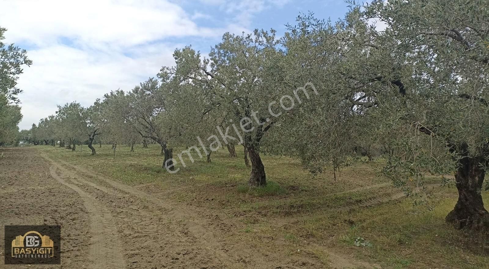 Hamidiye Mh.de 4390 M² Su Ve Elektriği Olan Trilye Bahçesi Stlk - Görsel 12