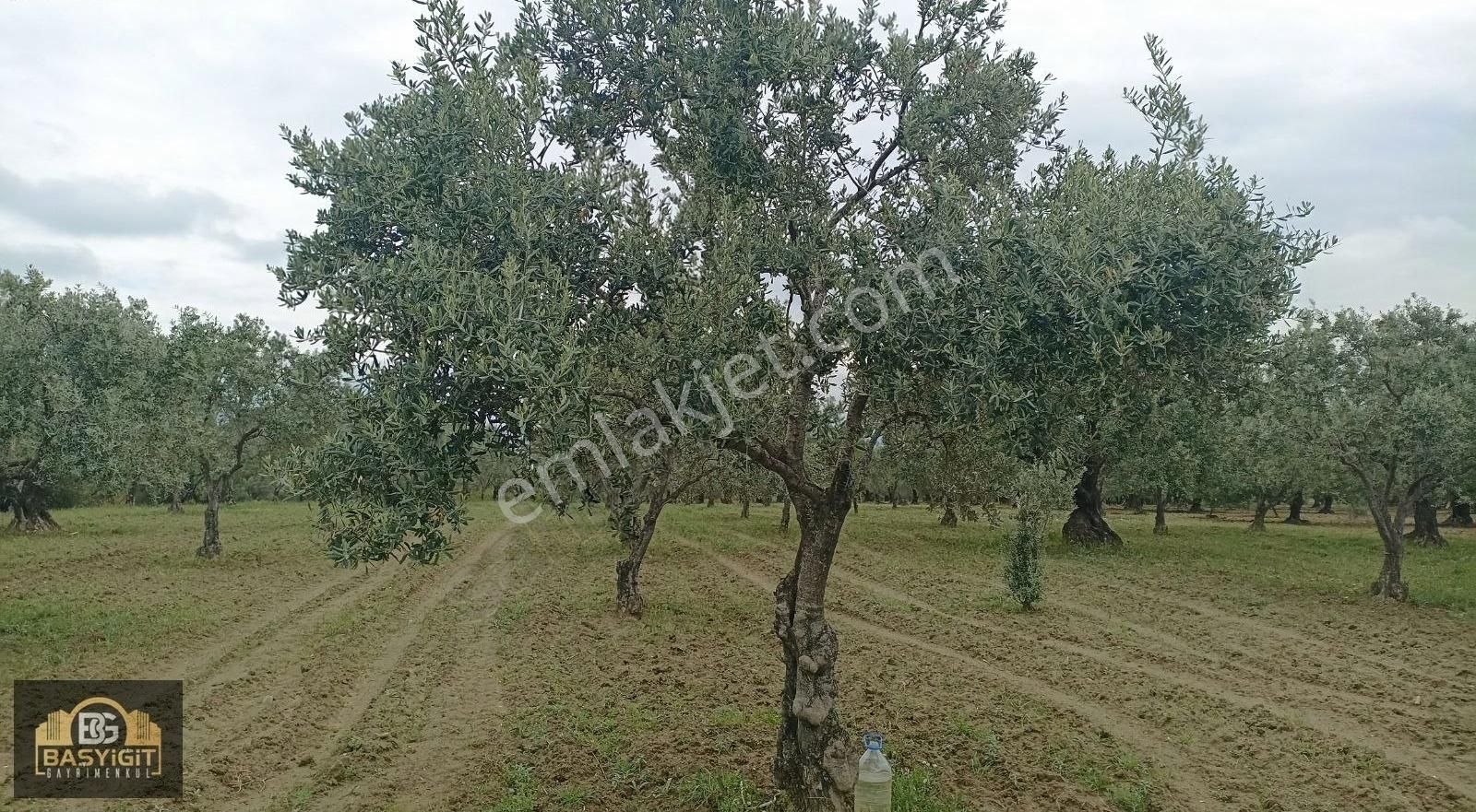 Hamidiye Mh.de 4390 M² Su Ve Elektriği Olan Trilye Bahçesi Stlk - Görsel 15