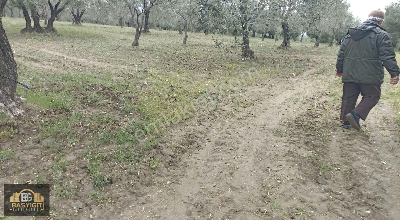 Hamidiye Mh.de 4390 M² Su Ve Elektriği Olan Trilye Bahçesi Stlk - Görsel 18