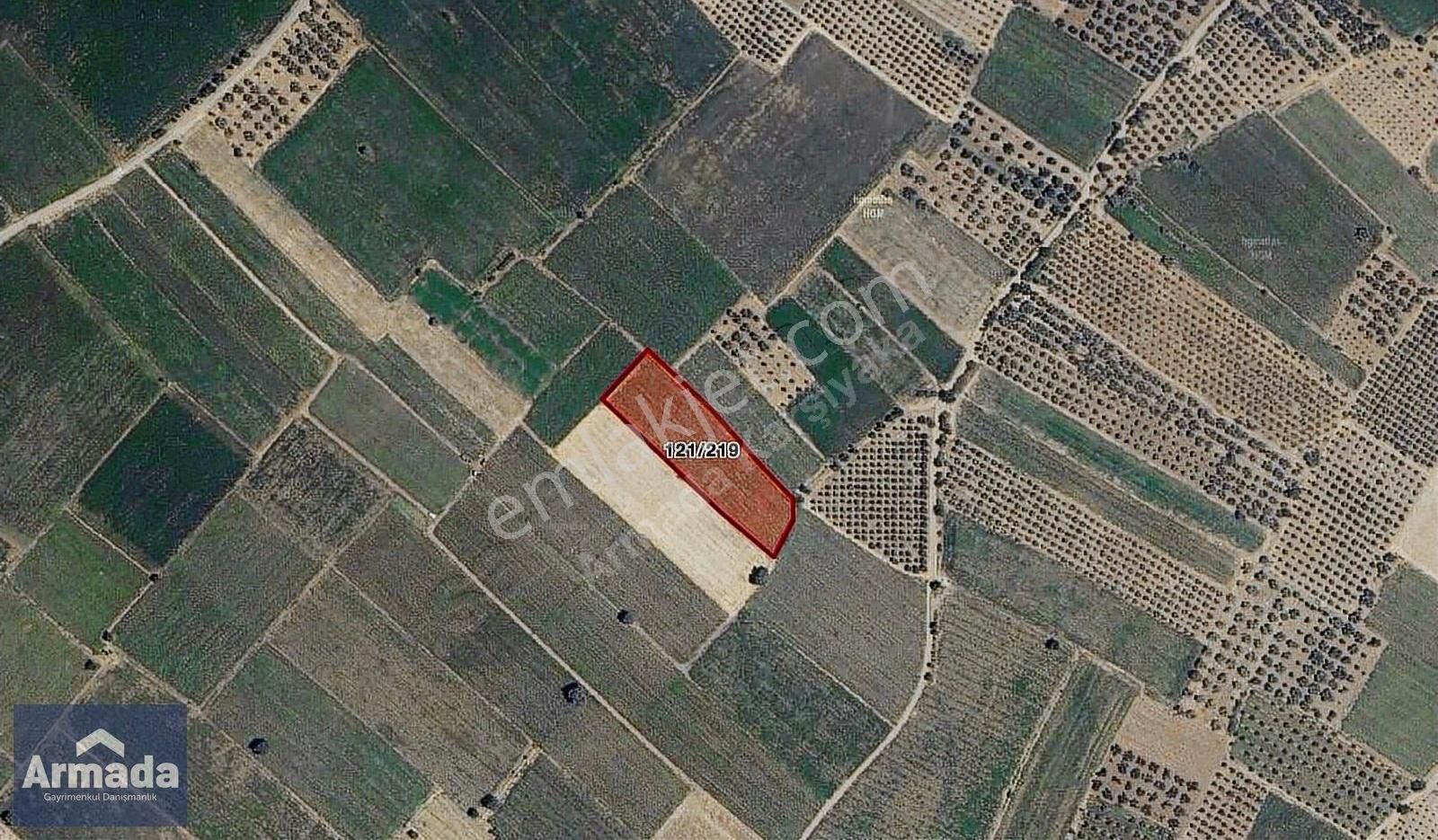 İzmir Bergama Sarıcalarda Yatırımlık Kaçırılmayacak Fırsat Tarla