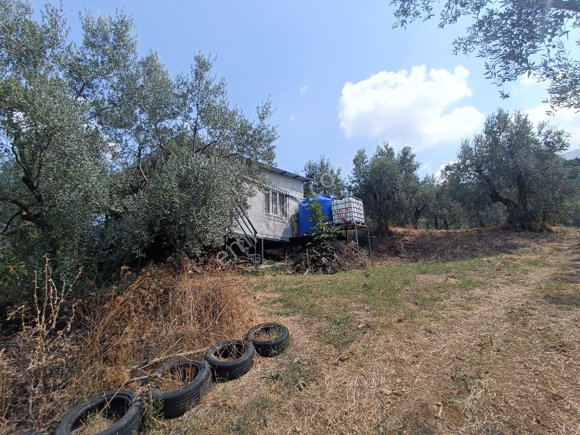 Bursa Orhangazi Karsak Köyünde 1497 M² Yanında Ev Olan Zeytin Bahcesi