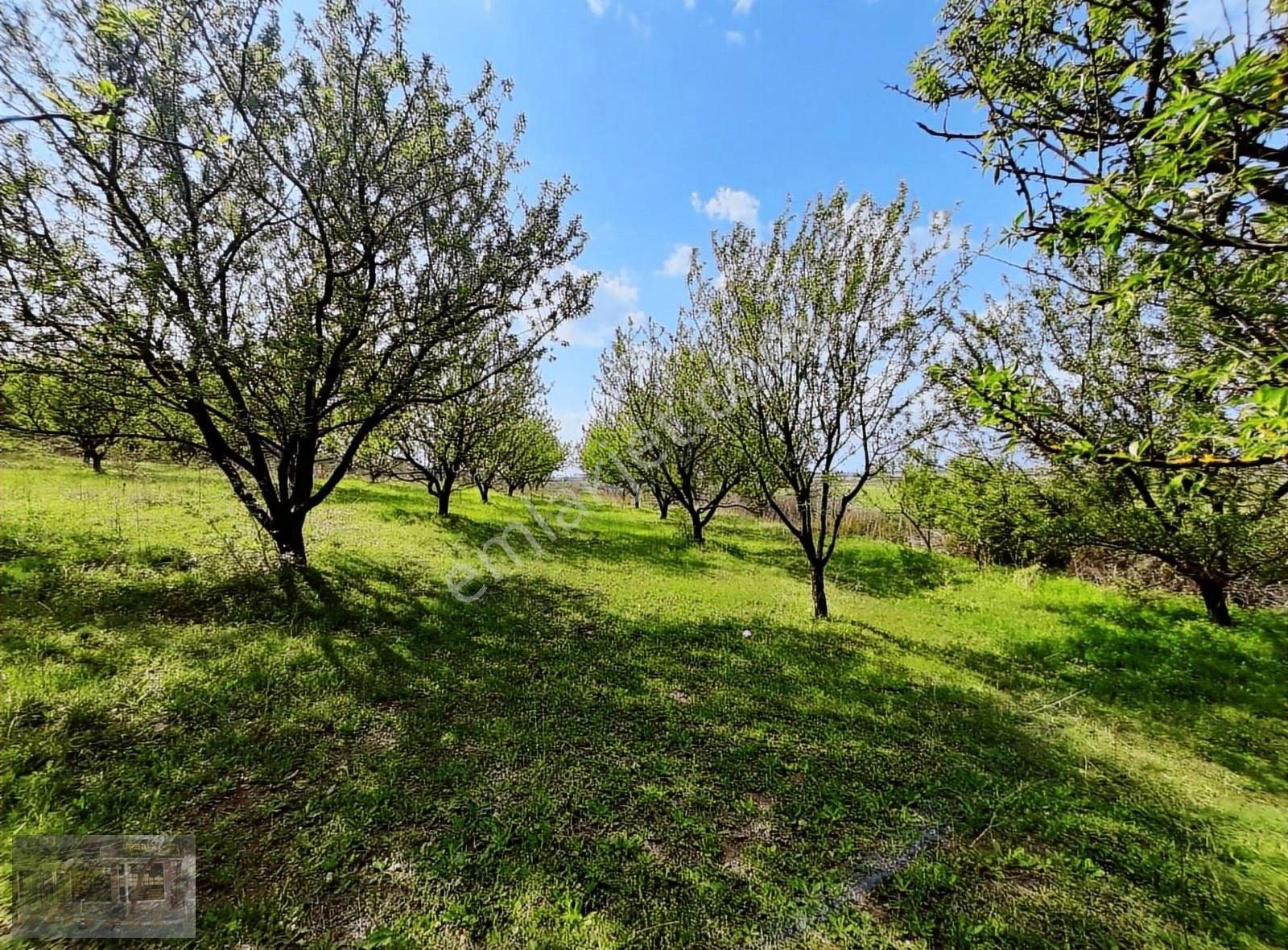 Manyas Eşen Mahallesinde 17338 M2 Badem Ve Zeytinlik