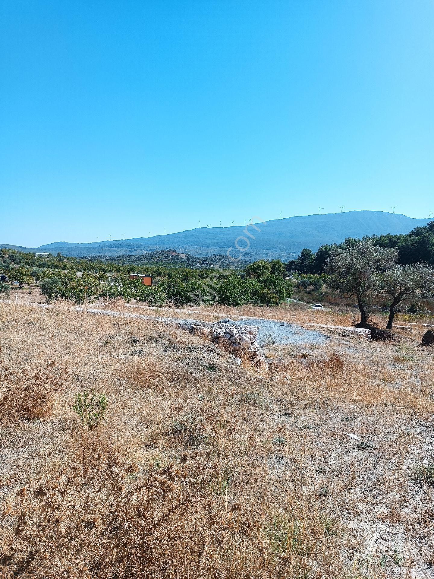 İzmir Selçuk Çamlık'ta Taş Duvarlı Bahçe