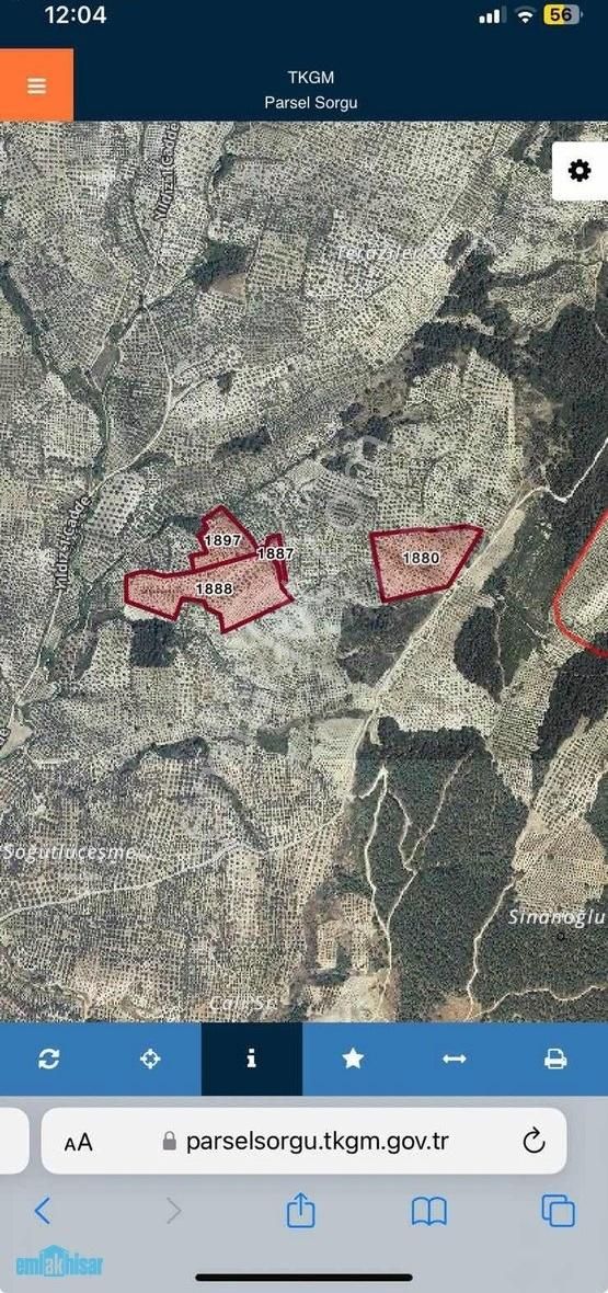 Akhisar Yatağan'da Satılık 100 Dönüm Bakımlı Eksiksiz Zeytinlik
