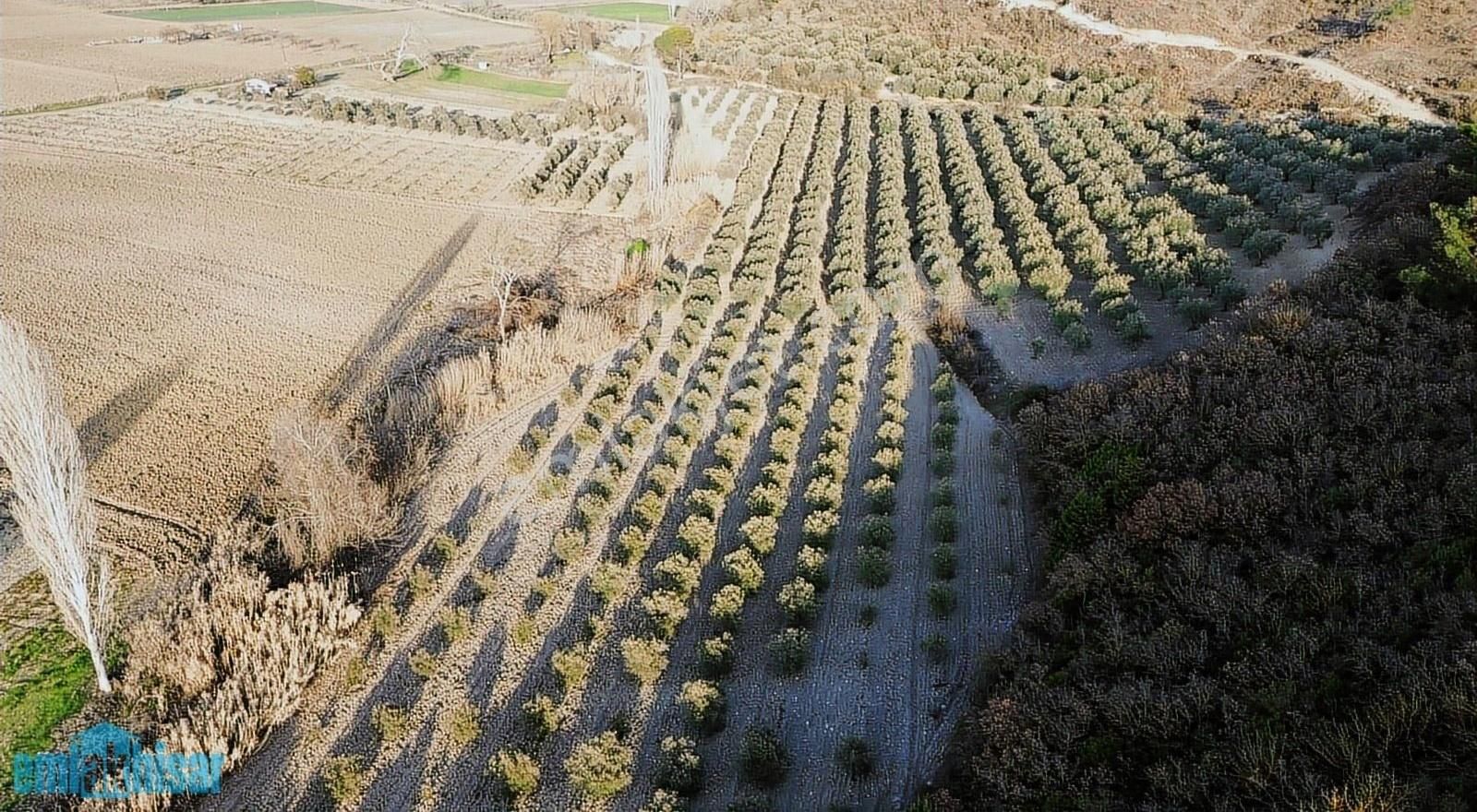 Manisa Kırkağaç Alifakı'da Satılık Tek Tapu 10700 M2 Zeytinlik