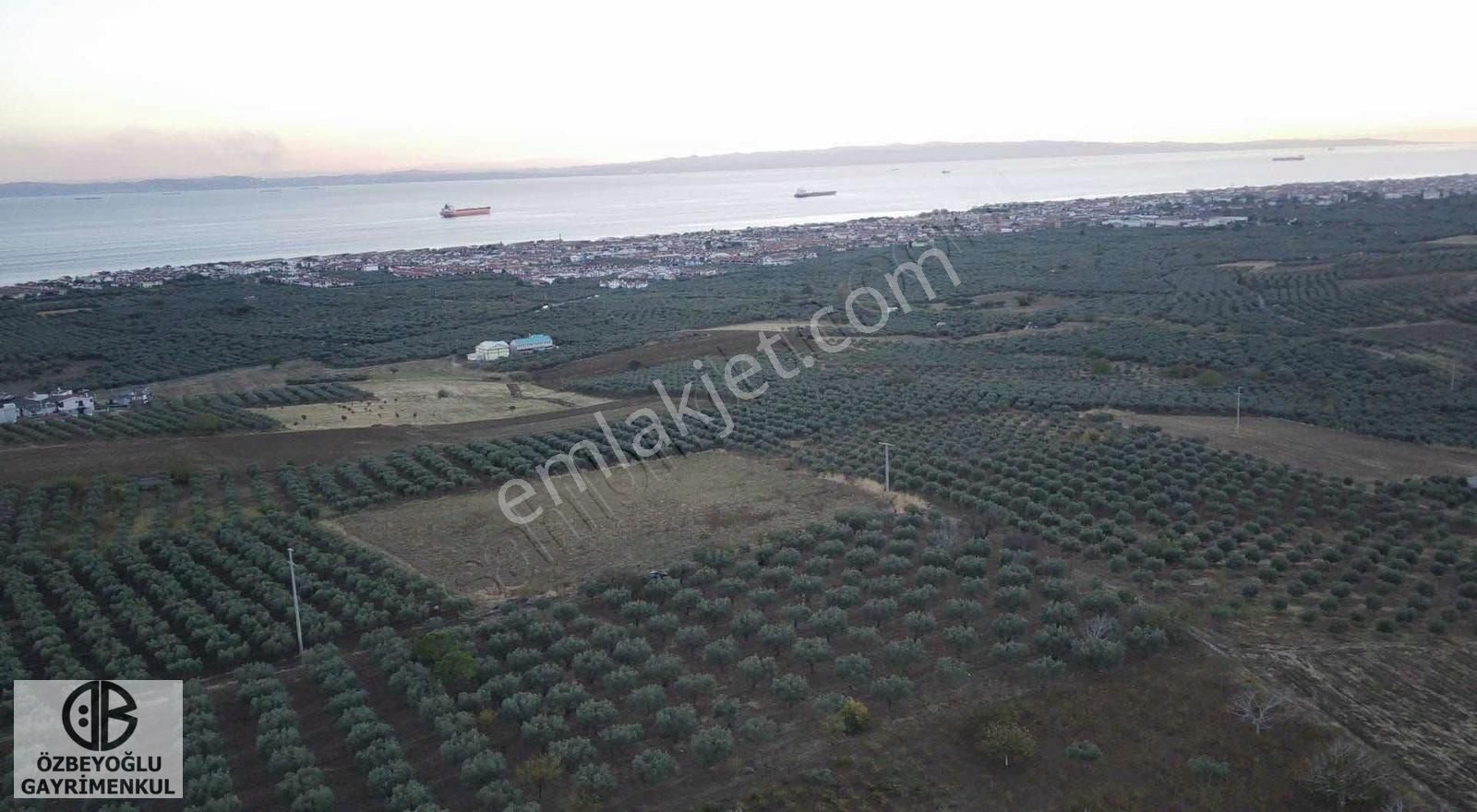 Şarköy İğdebağlarında Fuul Deniz Manzaralı Zeytinlik