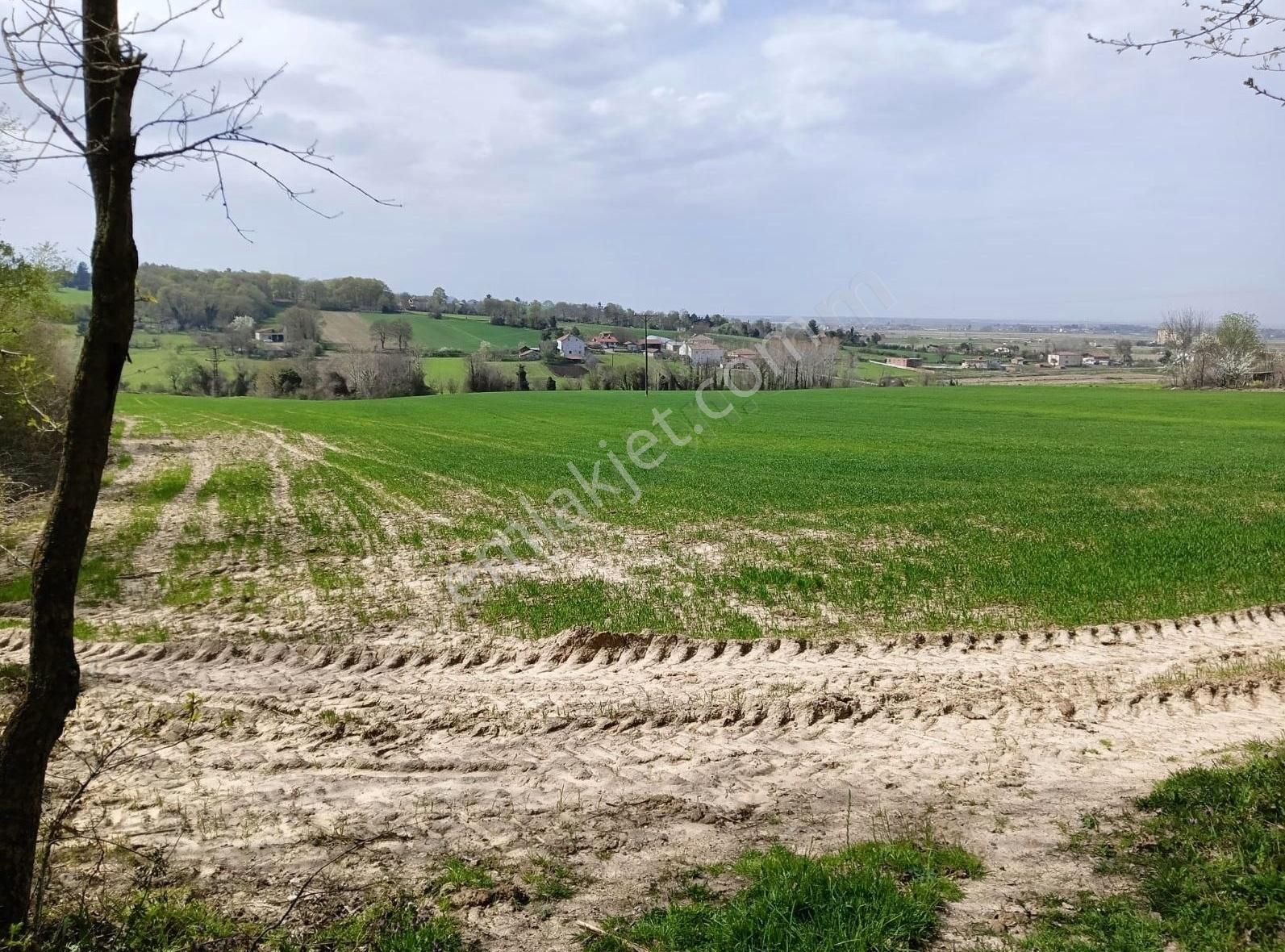 Demir Gayrimenkulden Bafra Kelikler Mhde Köyiçi Satılık Tarla - Görsel 8