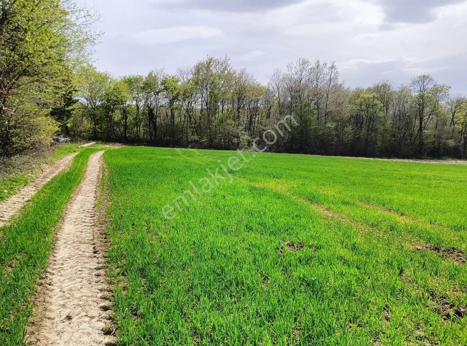 Demir Gayrimenkulden Bafra Kelikler Mhde Köyiçi Satılık Tarla - Görsel 6