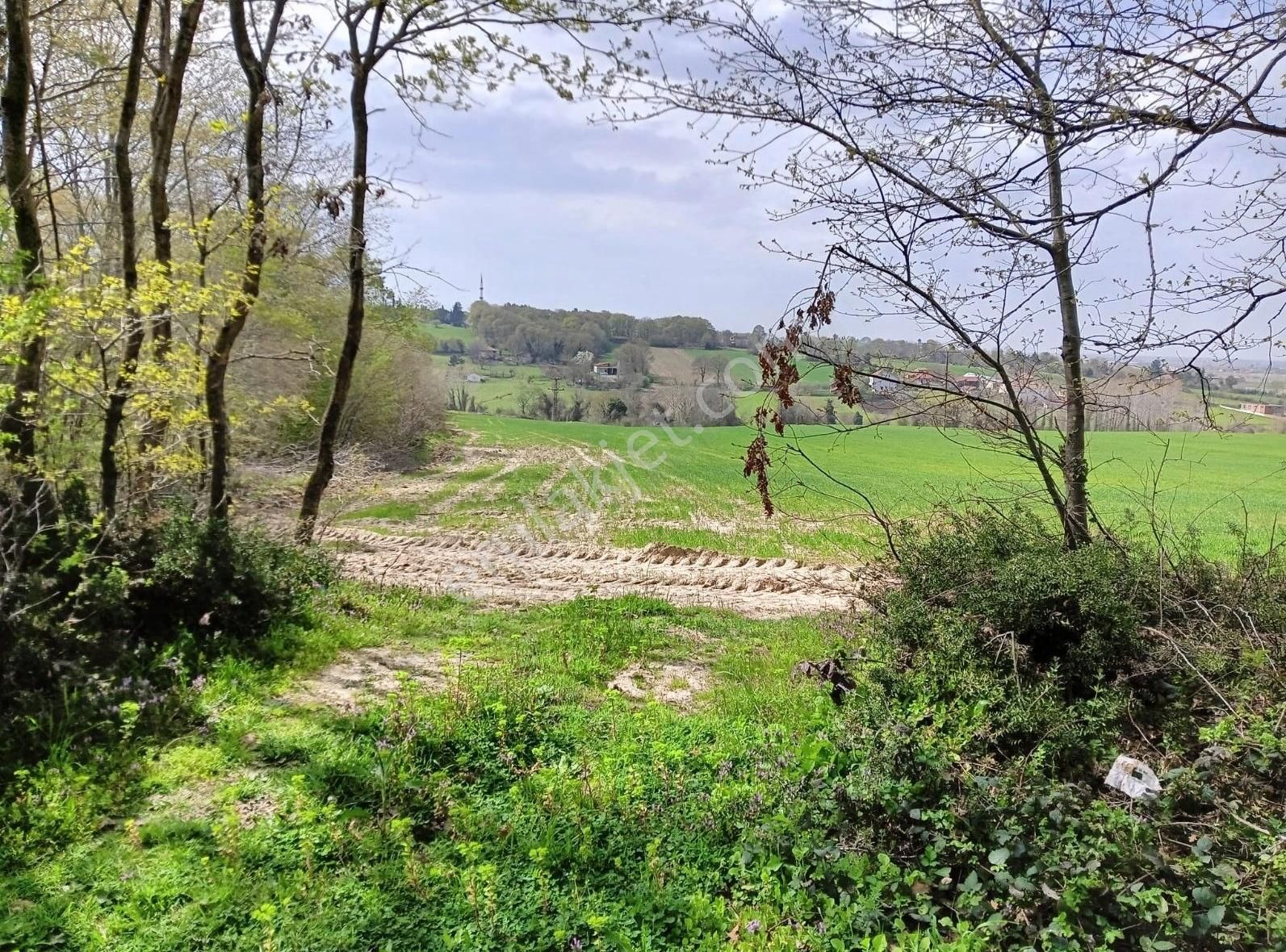 Demir Gayrimenkulden Bafra Kelikler Mhde Köyiçi Satılık Tarla - Görsel 2