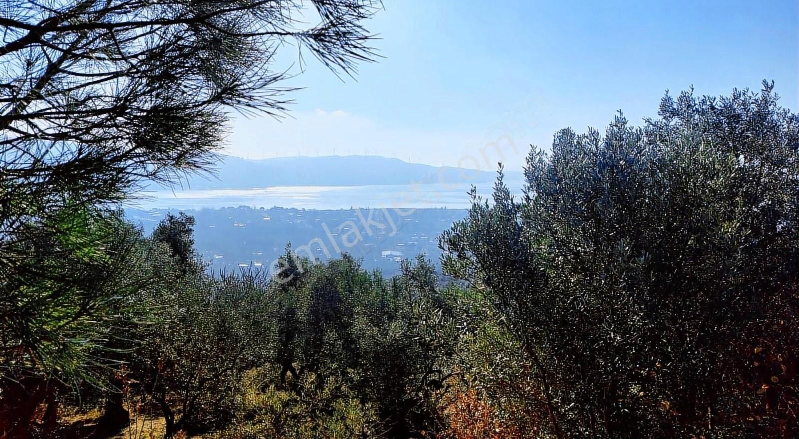 Erdek Belkıs Mah.full Deniz Manzaralı Satılık 1500m2 Zeytinlik - Görsel 11