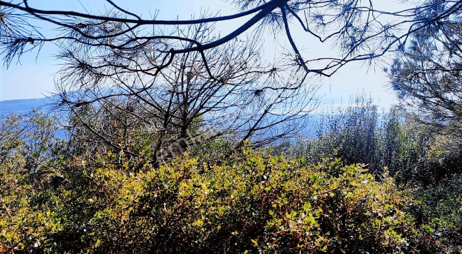 Erdek Belkıs Mah.full Deniz Manzaralı Satılık 1500m2 Zeytinlik