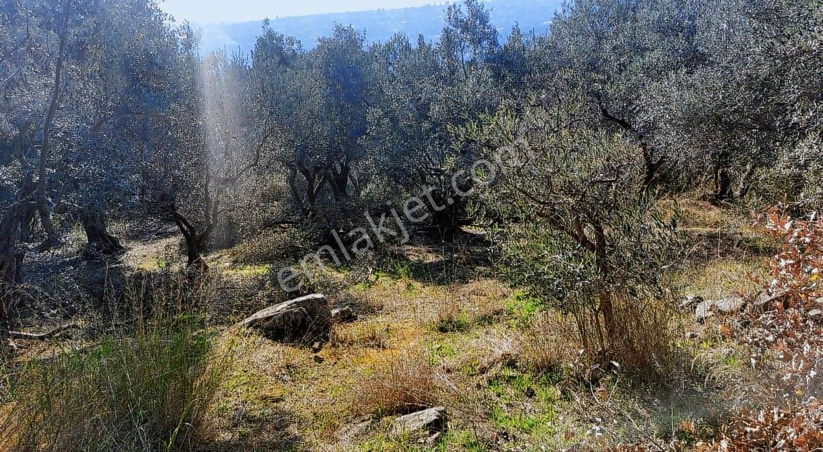 Erdek Belkıs Mah.full Deniz Manzaralı Satılık 1500m2 Zeytinlik - Görsel 17