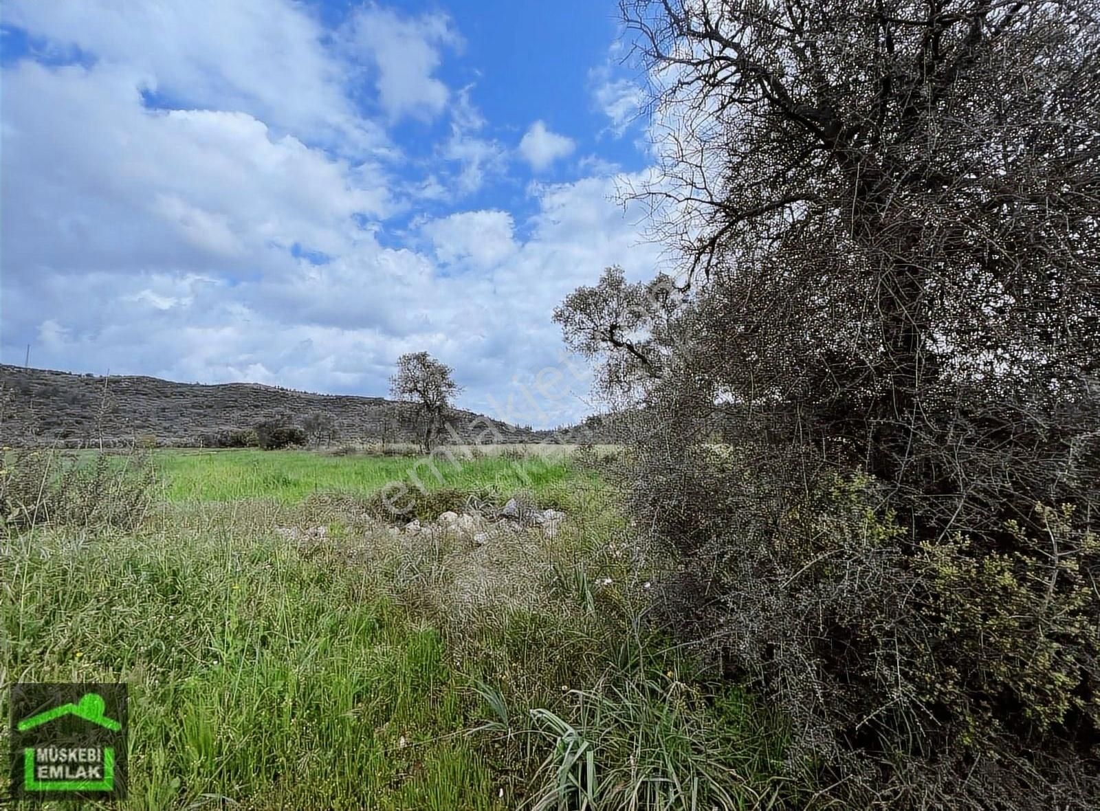 Mumcular Merkeze Yakın Tarla - Görsel 6
