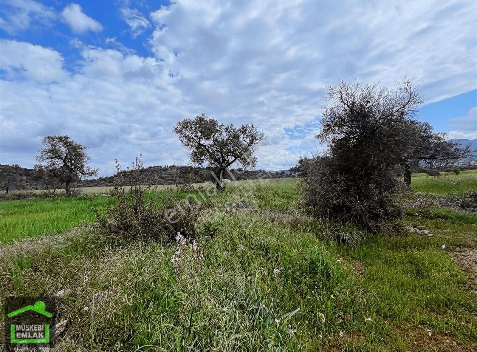 Mumcular Merkeze Yakın Tarla - Görsel 4