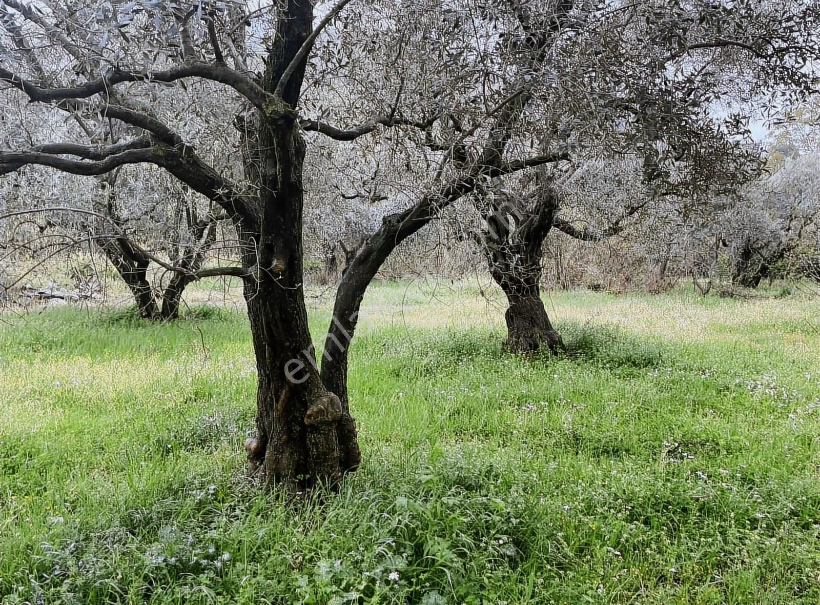 Kemalpaşa Sinancılar Köyünde Yatırımlık Zeytin Bahçesi - Görsel 10