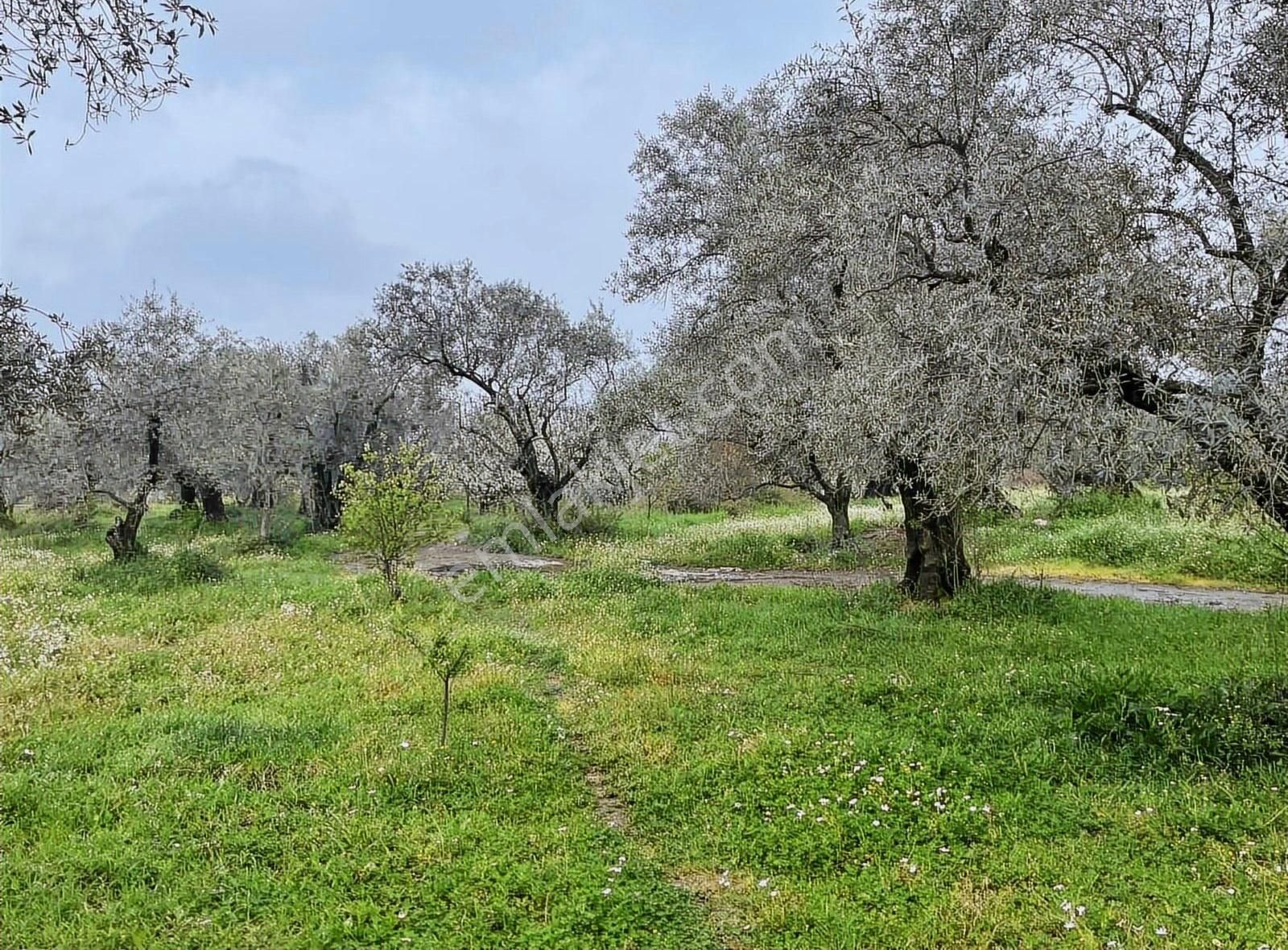 Kemalpaşa Sinancılar Köyünde Yatırımlık Zeytin Bahçesi - Görsel 8