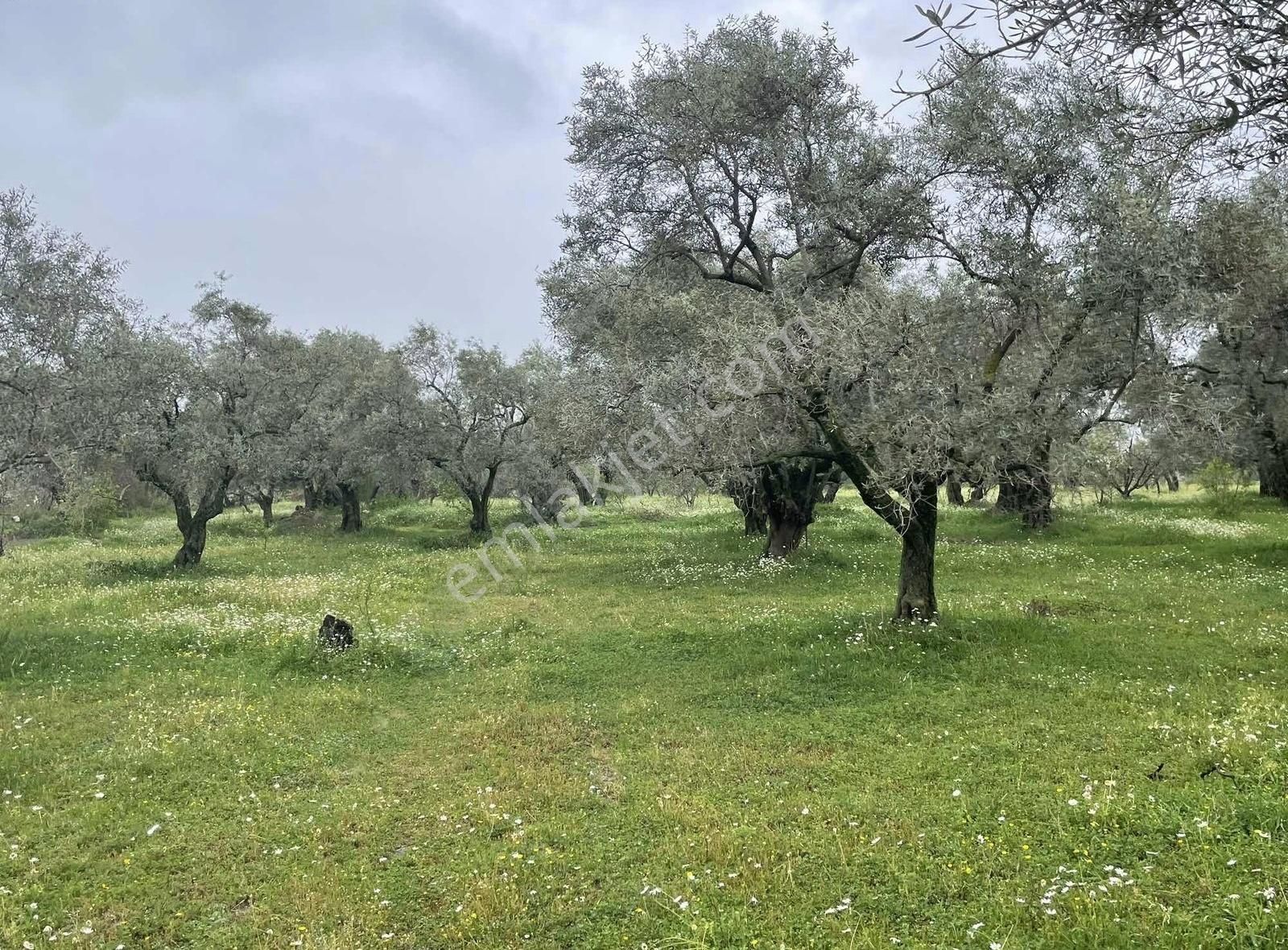Kemalpaşa Sinancılar Köyünde Yatırımlık Zeytin Bahçesi - Görsel 7