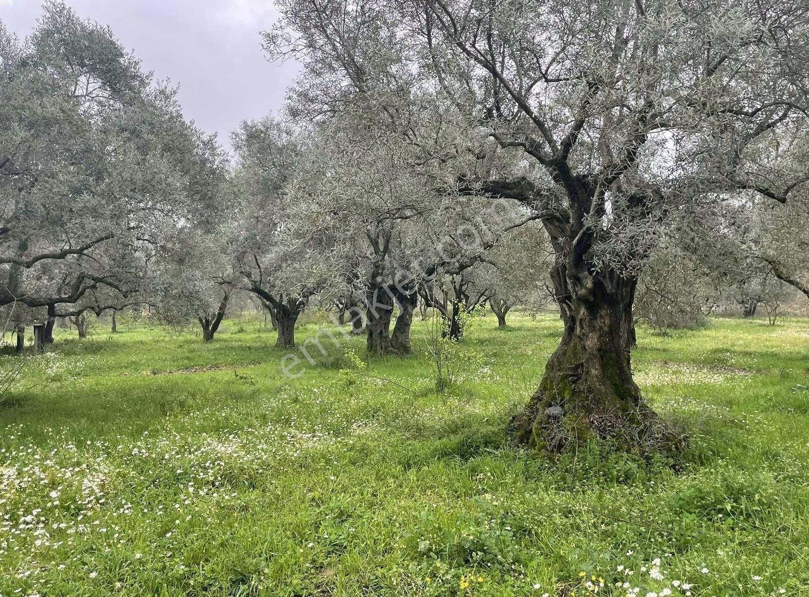 Kemalpaşa Sinancılar Köyünde Yatırımlık Zeytin Bahçesi - Görsel 5