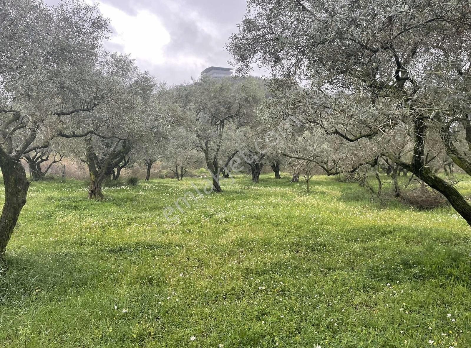 Kemalpaşa Sinancılar Köyünde Yatırımlık Zeytin Bahçesi - Görsel 9